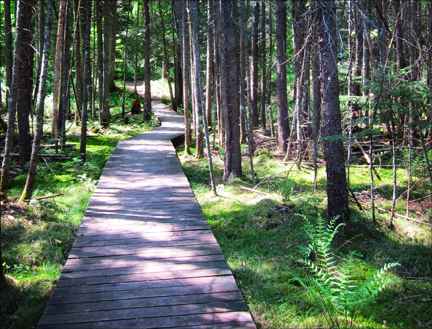 Adirondack Wetlands:  Boreal Life Trail boardwalk